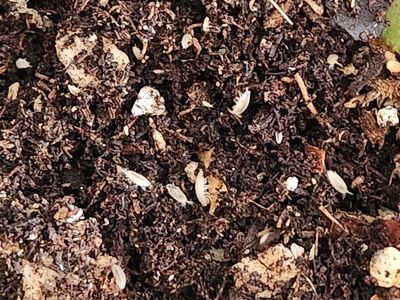 Live Dwarf White Isopods and springtails