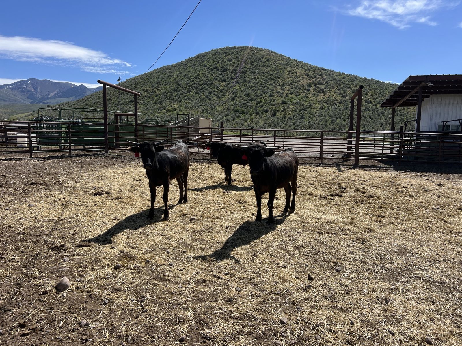 Corriente steers