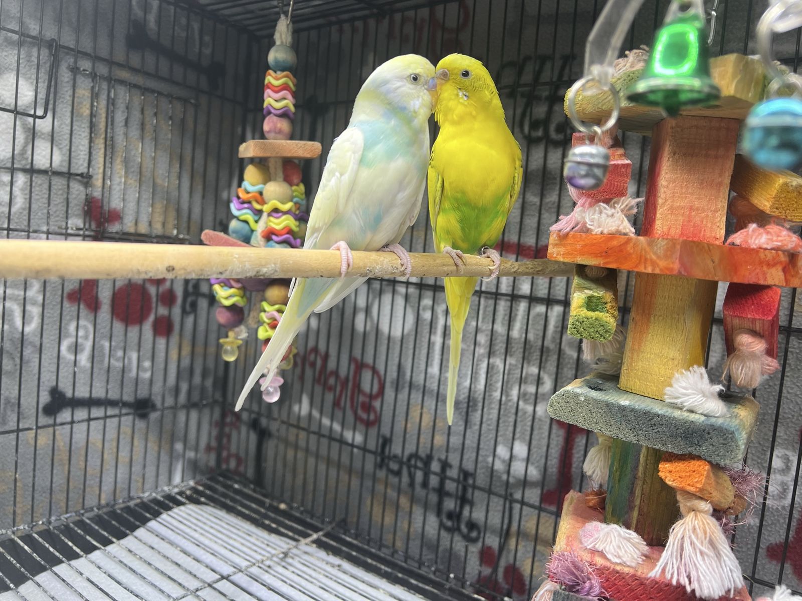 Parakeets with cage
