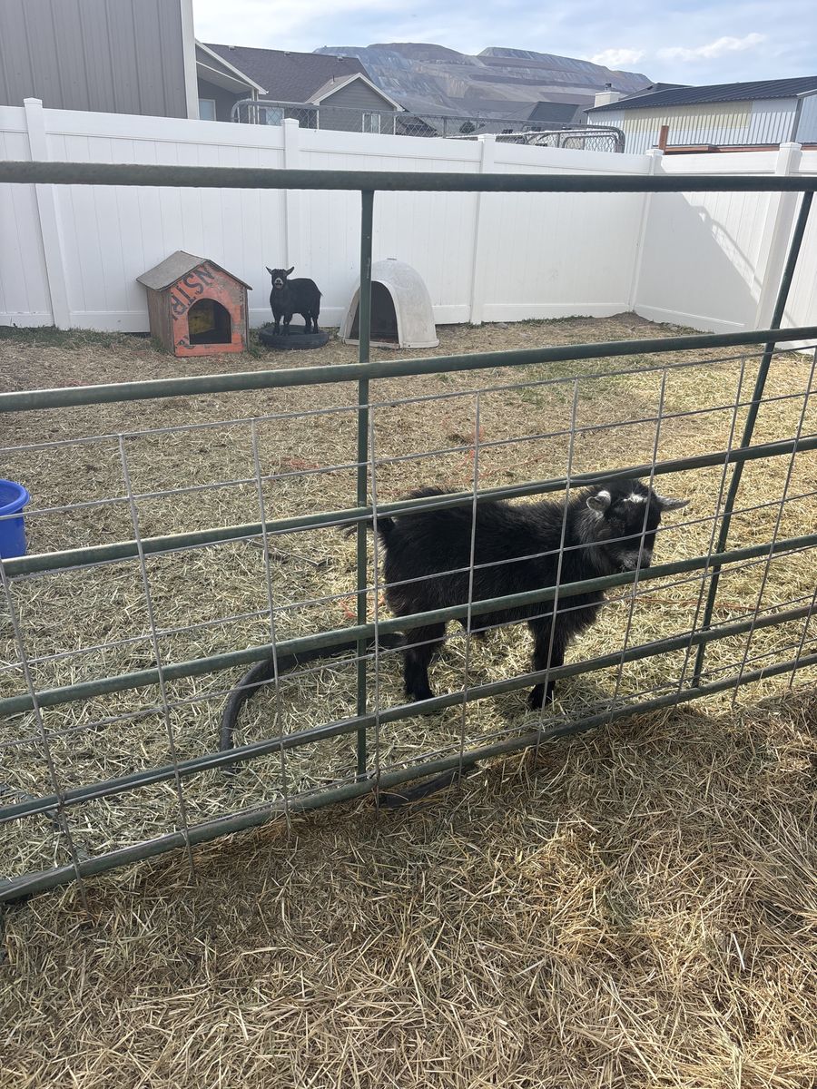 pigmy Goats