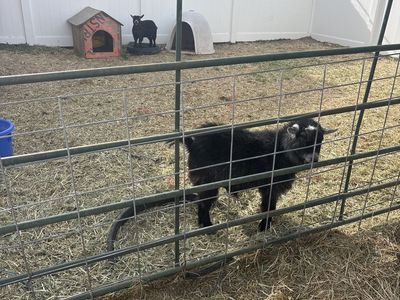 pigmy Goats
