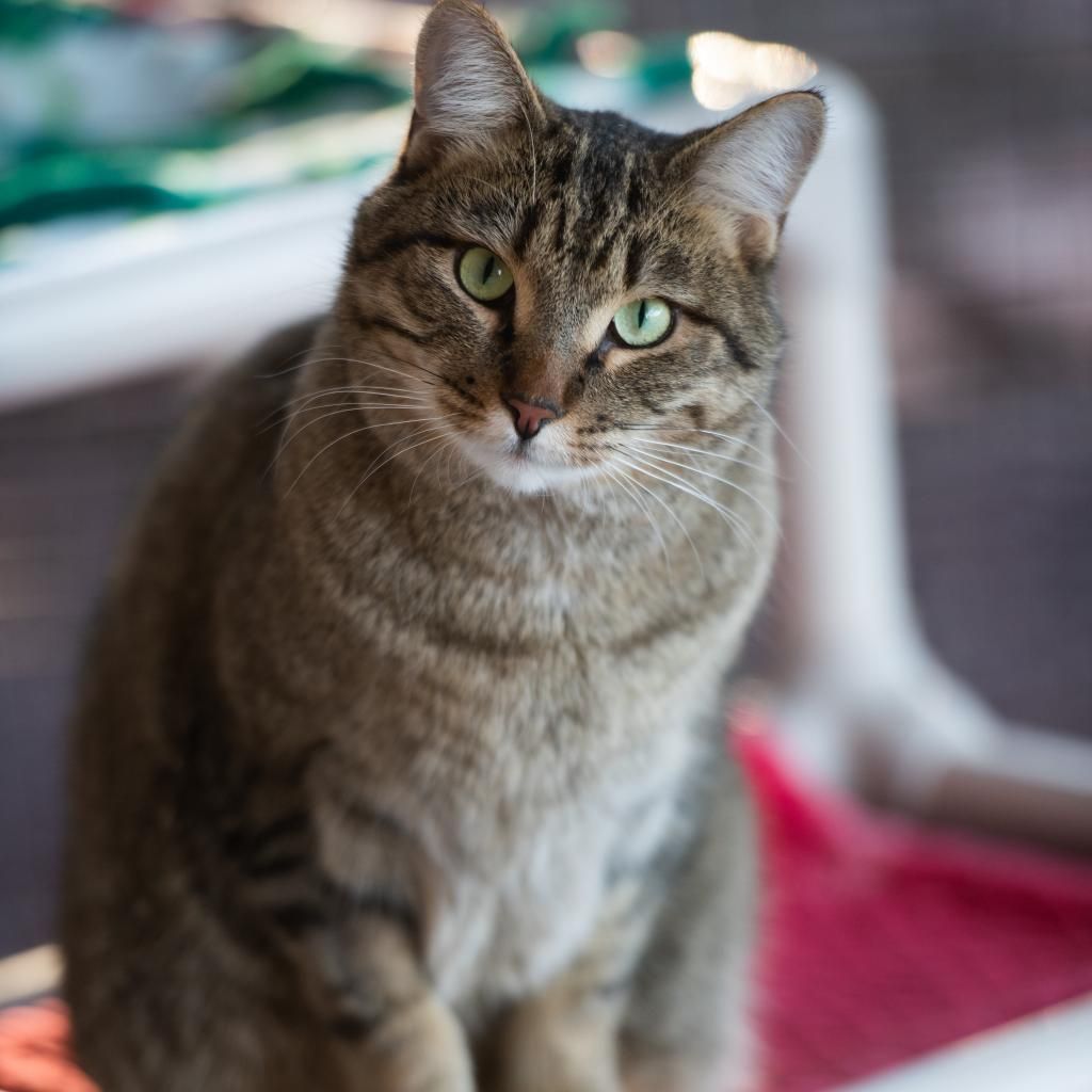 Hello my name is Jinksies