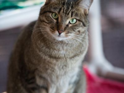 Hello my name is Jinksies