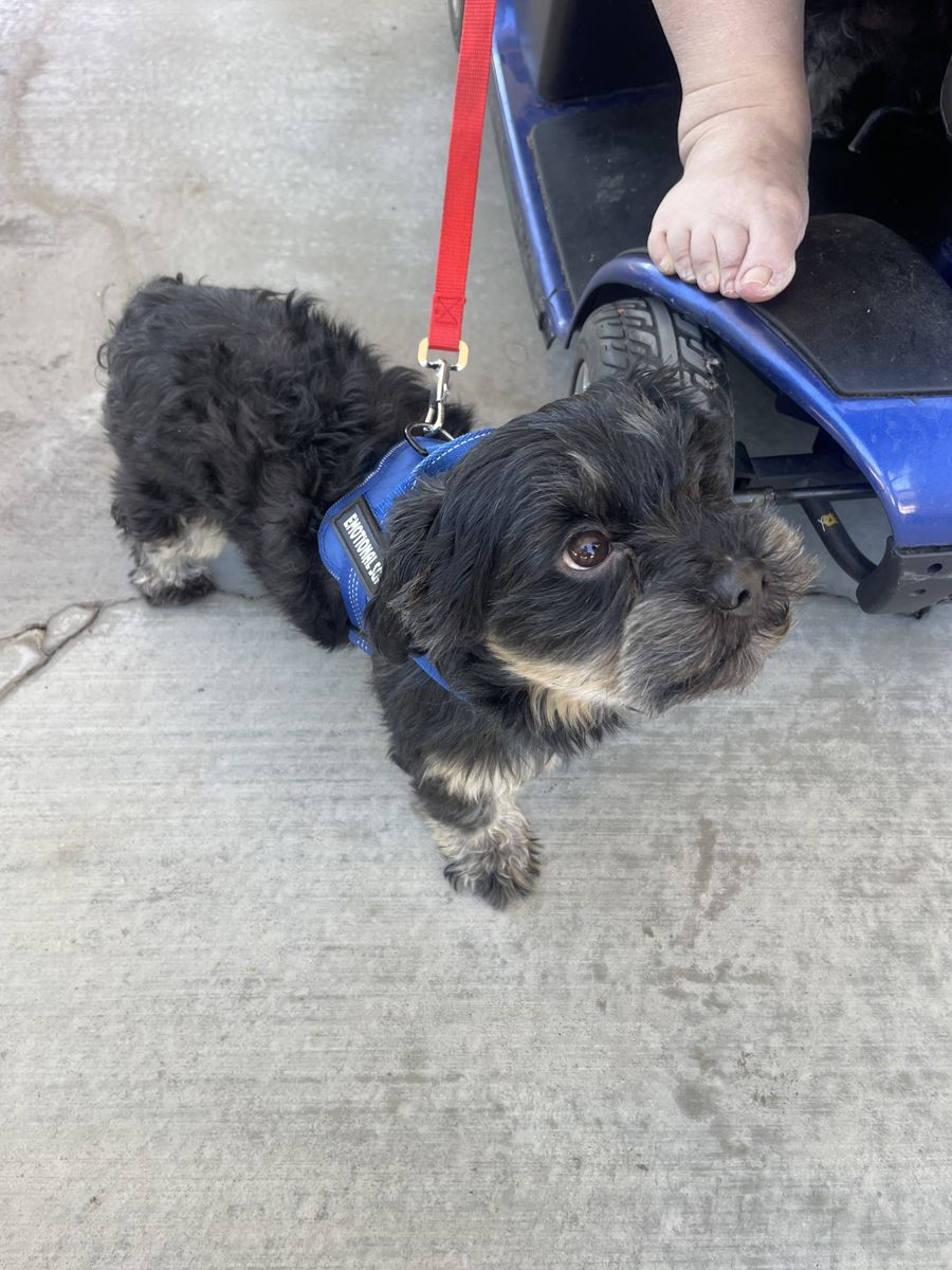 3year old Shi Tzu
