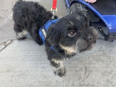 3year old Shi Tzu