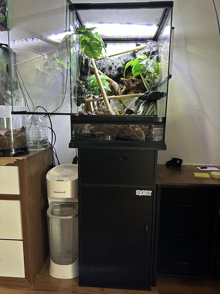 Crested Gecko Terrarium Setup with Live Plants and Gecko