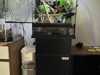 Crested Gecko Terrarium Setup with Live Plants and Gecko