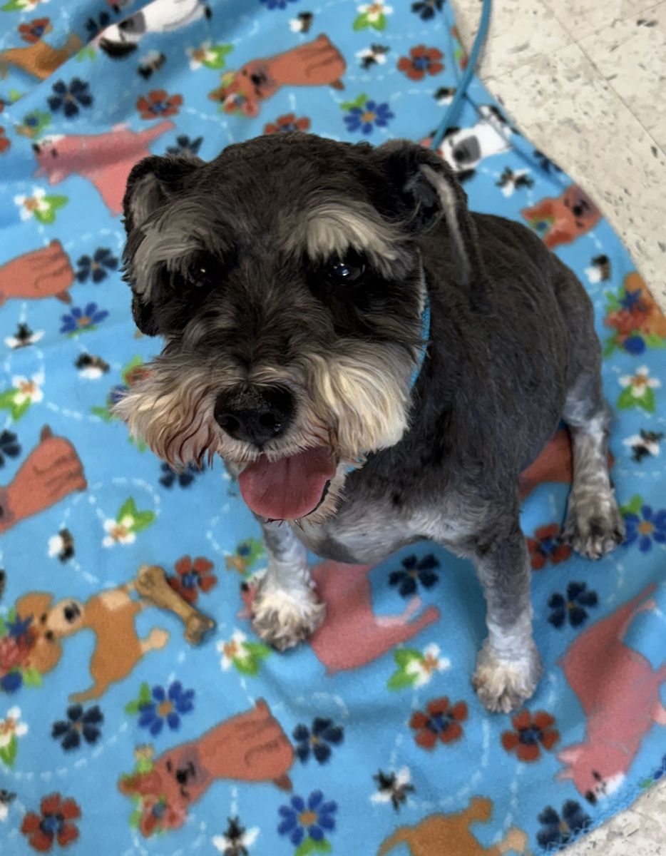 A164894 Edward Available for Adoption!