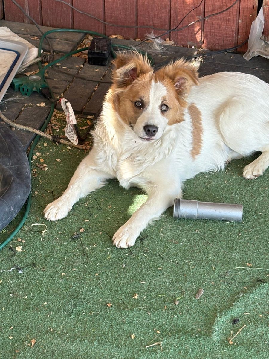FREE 6 month old Maltese Mix