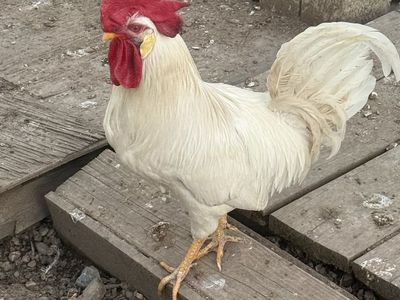 Rooster white leghorn