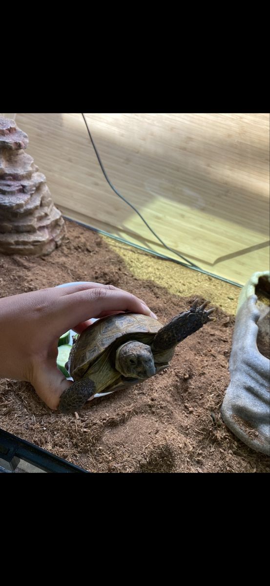 Male Russian Tortoise
