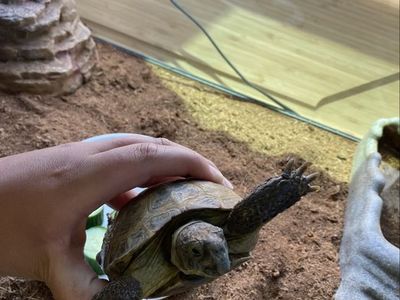 Male Russian Tortoise