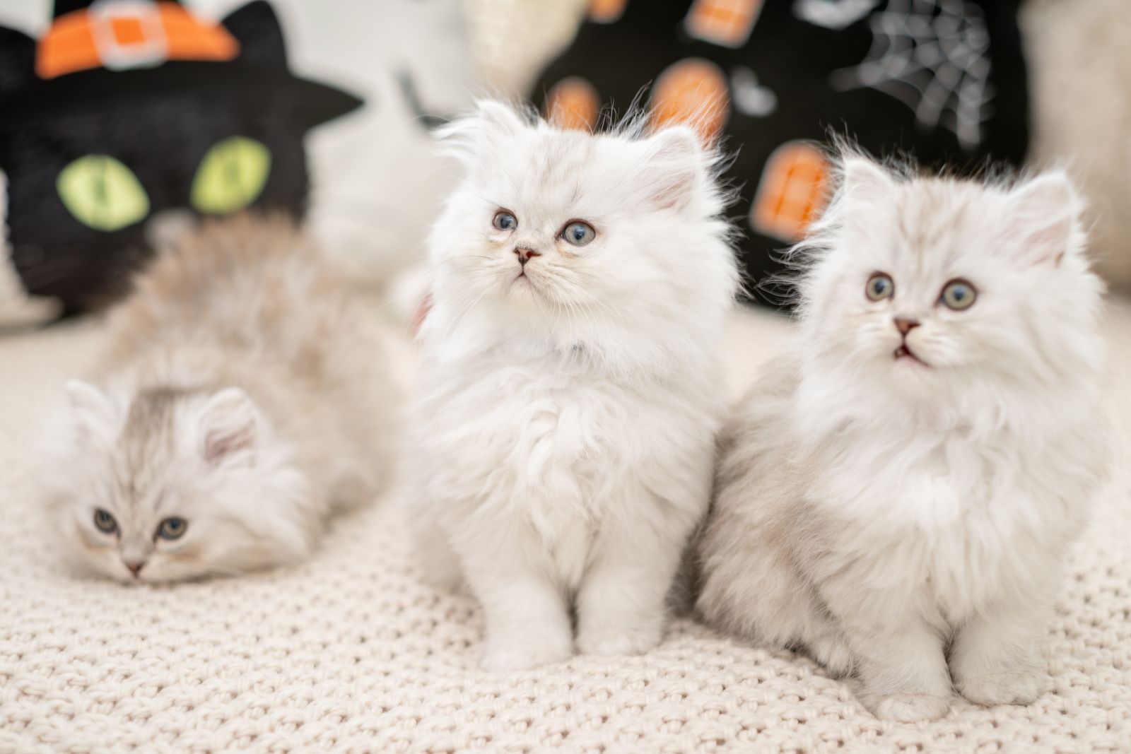 Family Raised Teacup Persian Doll Face Kittens,