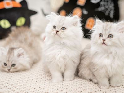 Family Raised Teacup Persian Doll Face Kittens,