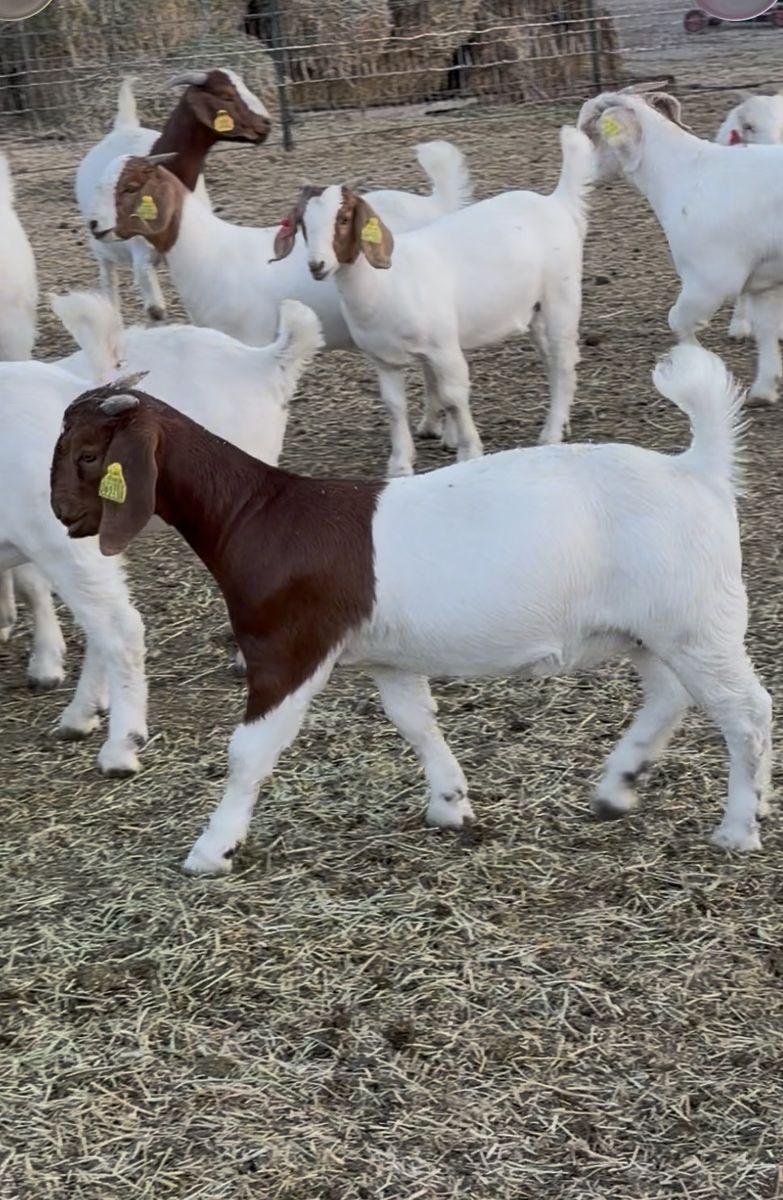 Wether bred doe kid