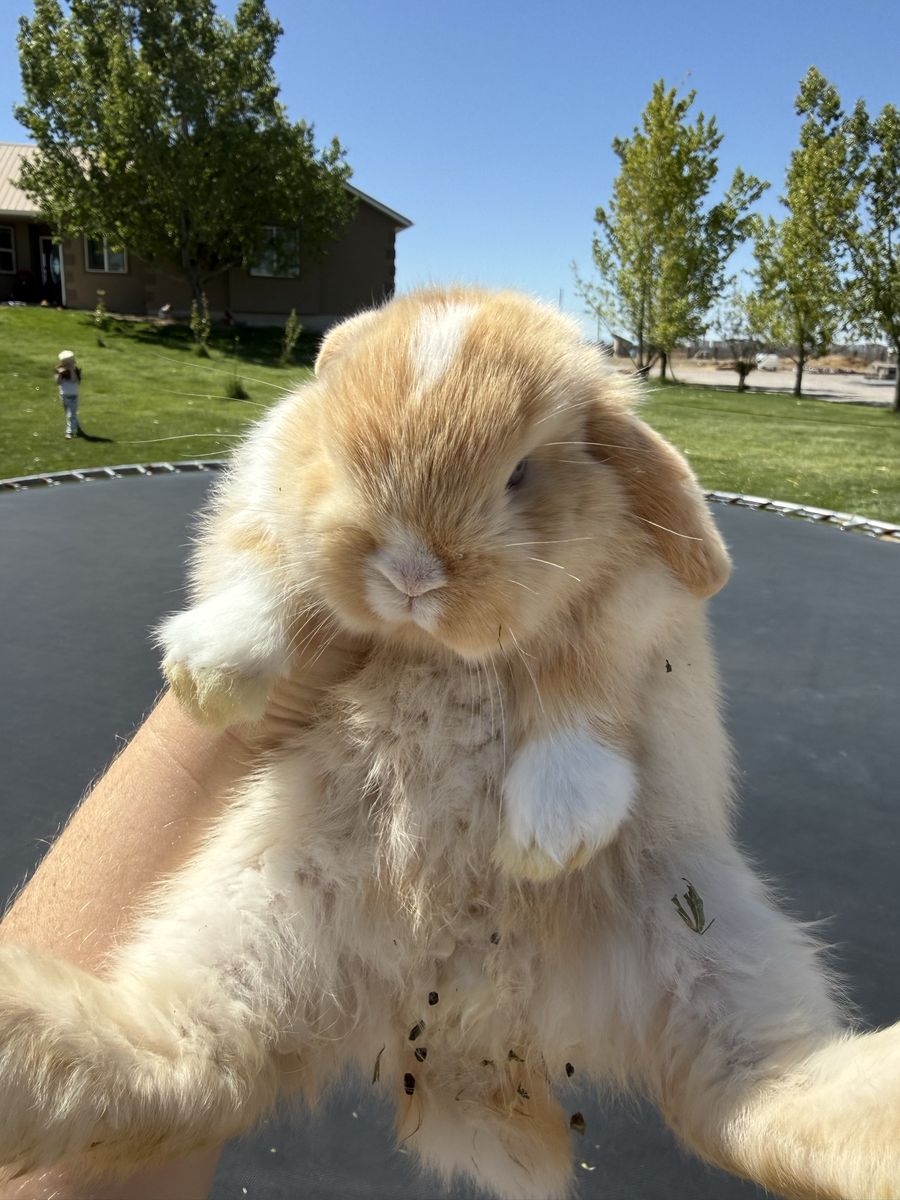 Pedigree holland lops