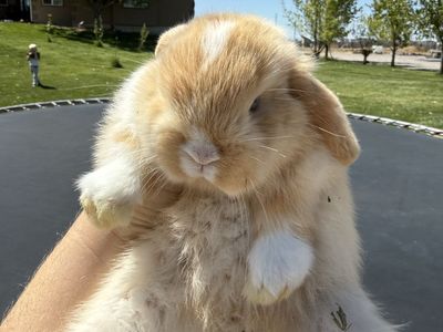 Pedigree holland lops