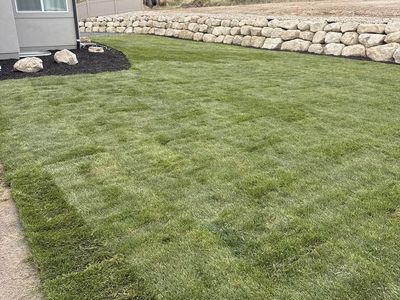 Sod Grass Kentucky Blue Grass