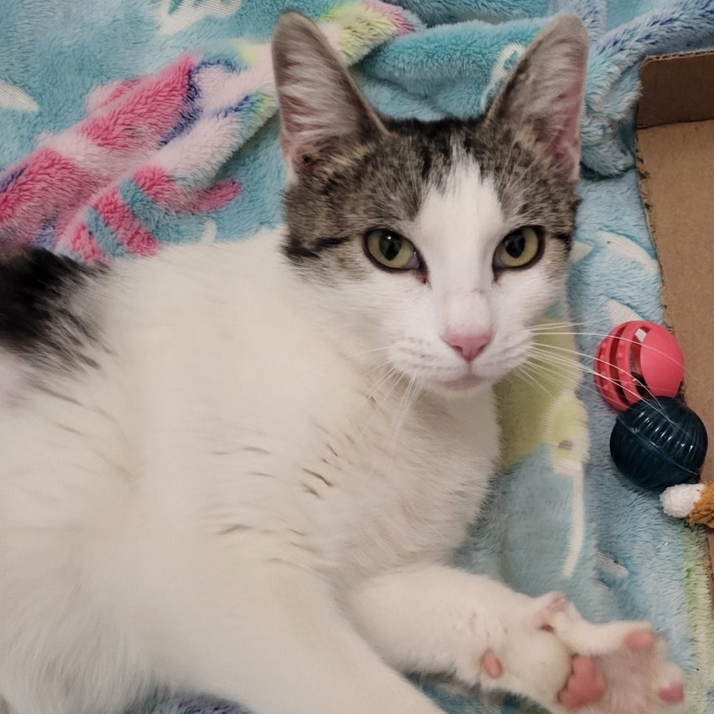 Hello my name is Tilde