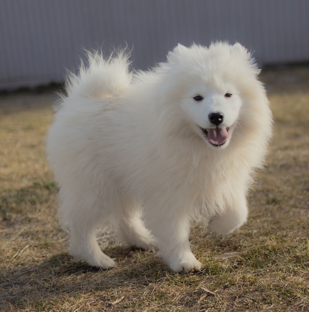 AKC Samoyed Puppy- Female- OFA/DNA Parents