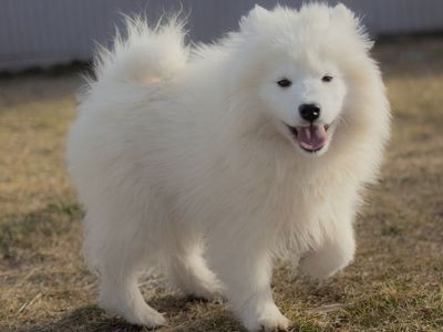 AKC Samoyed Puppy- Female- OFA/DNA Parents