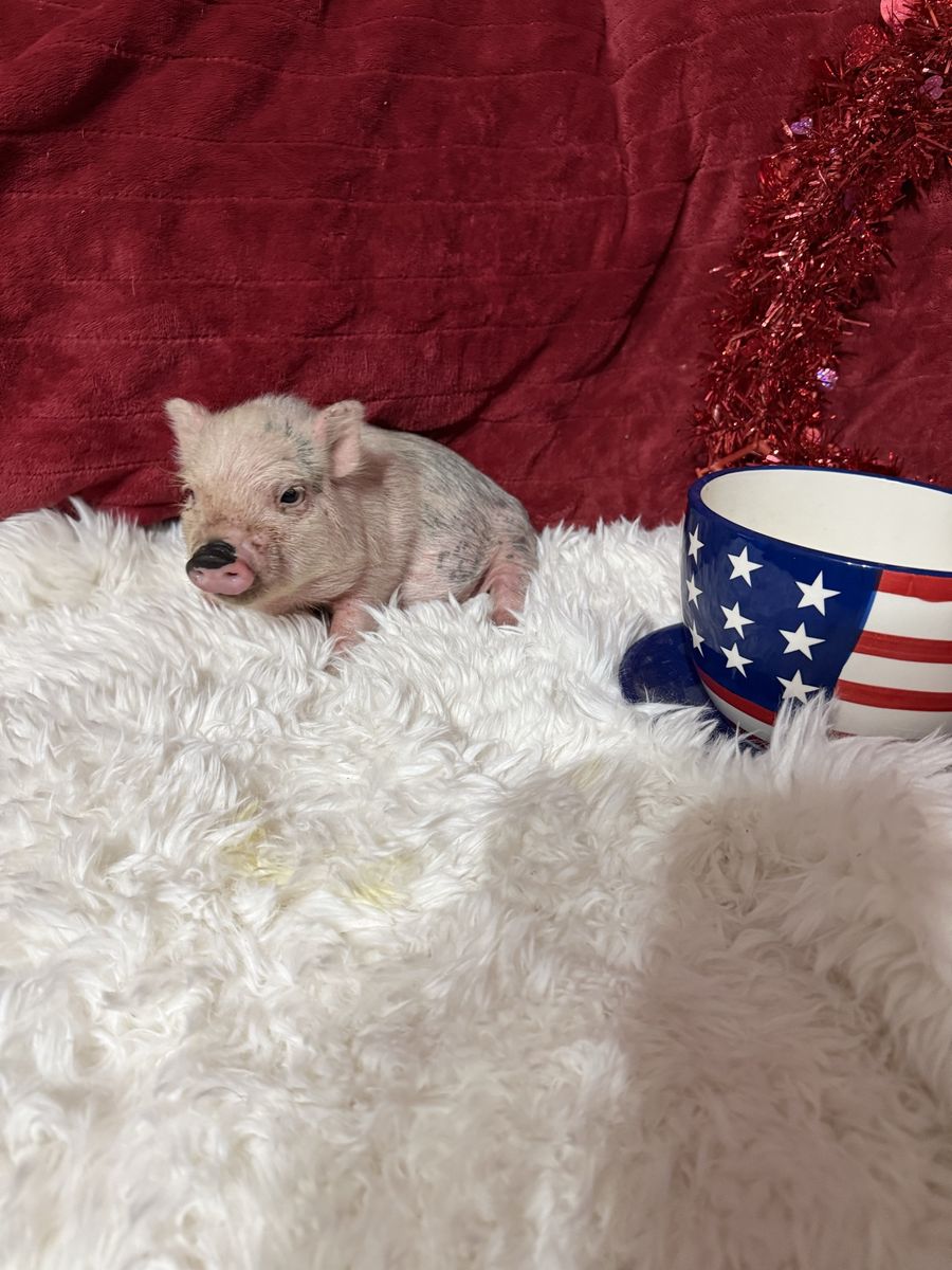 Mini pigs