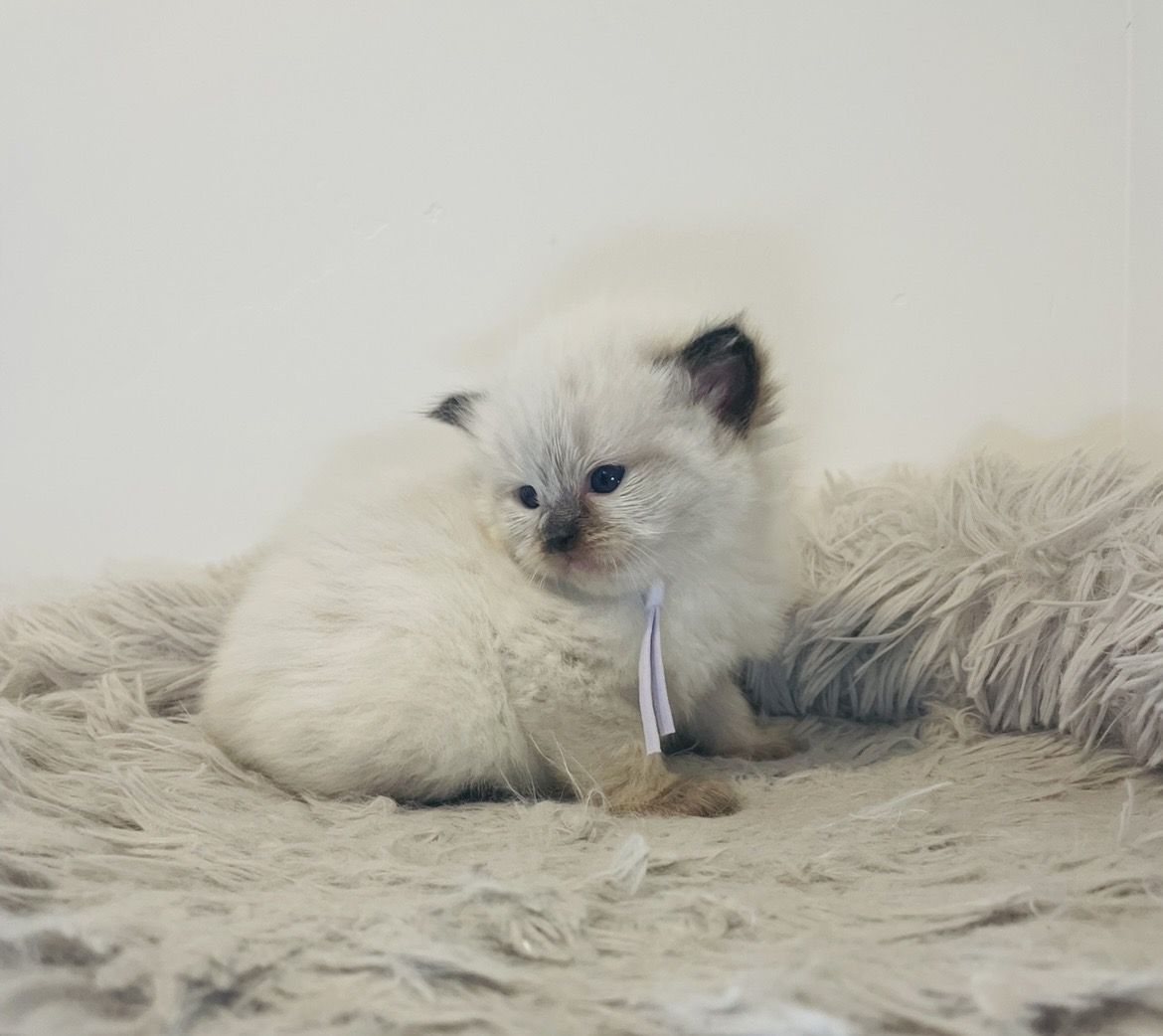 Seal TICA registered ragdoll