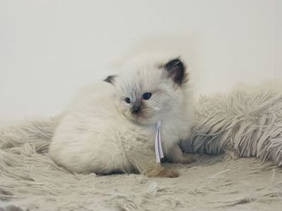 Seal TICA registered ragdoll