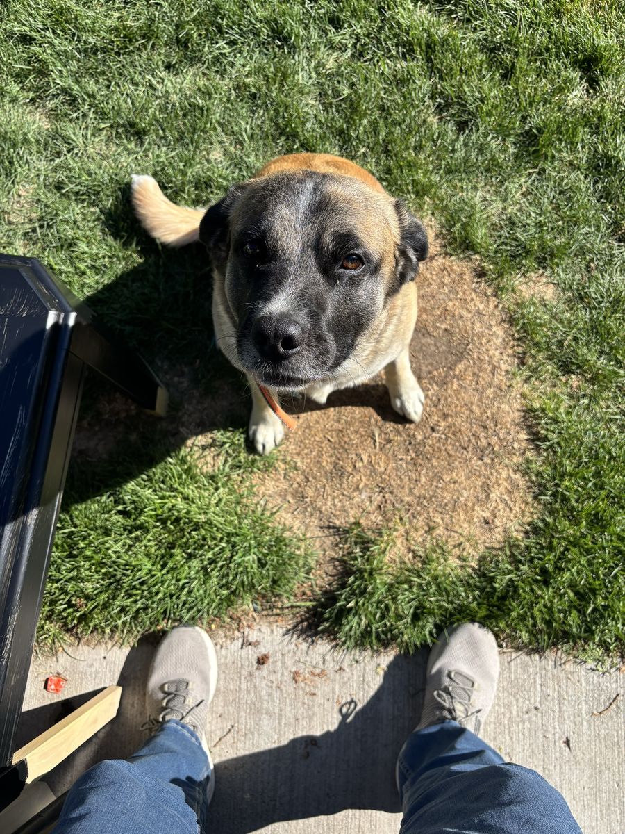 Boxer Lab needs re- homing