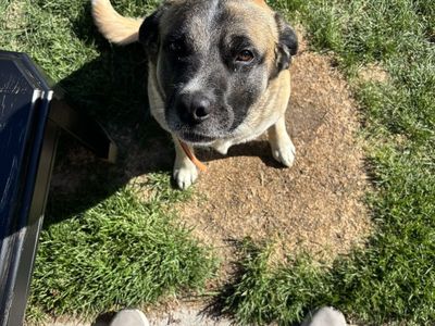 Boxer Lab needs re- homing
