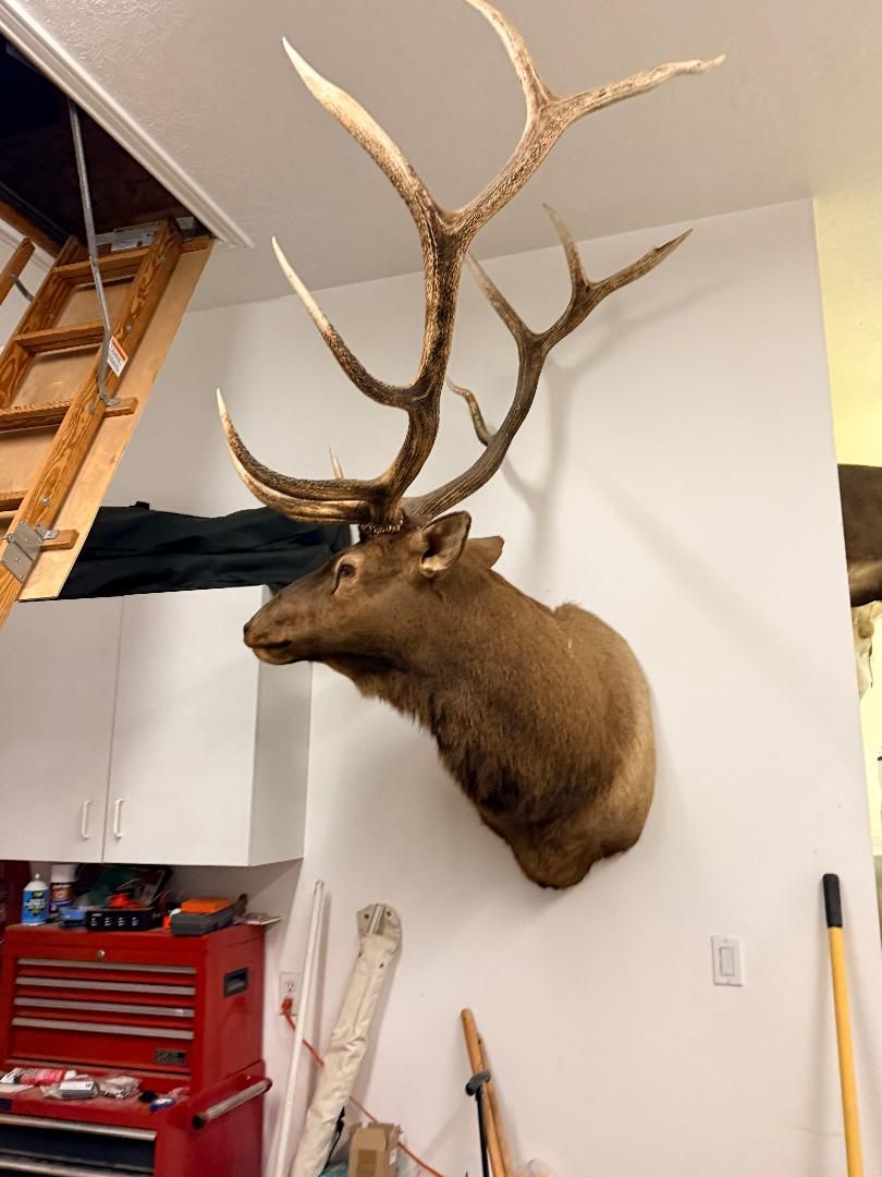 Elk Mount