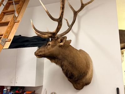 Elk Mount