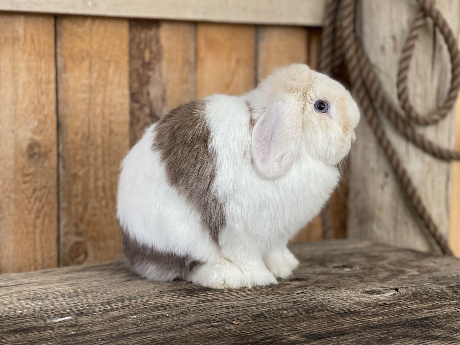Pedigreed VM chocolate harlequin Proven Doe (free delivery to Northern UT & ID)