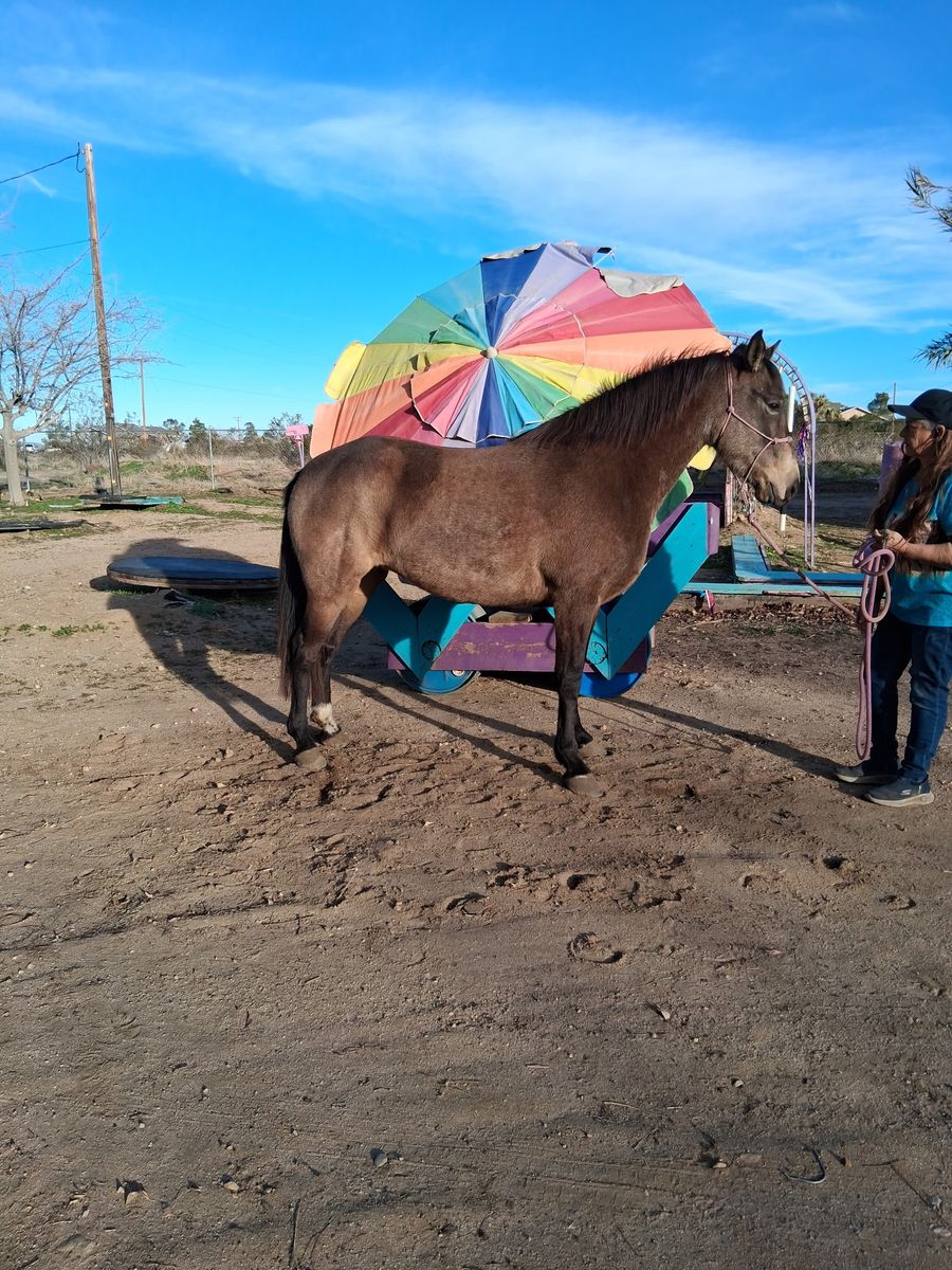 Smooth As glass Rocky/Kentucky Buckskin Mare