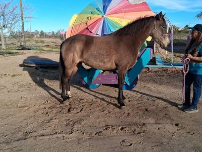 Smooth As glass Rocky/Kentucky Buckskin Mare