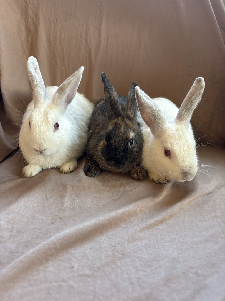 Baby Rabbits