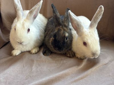 Baby Rabbits