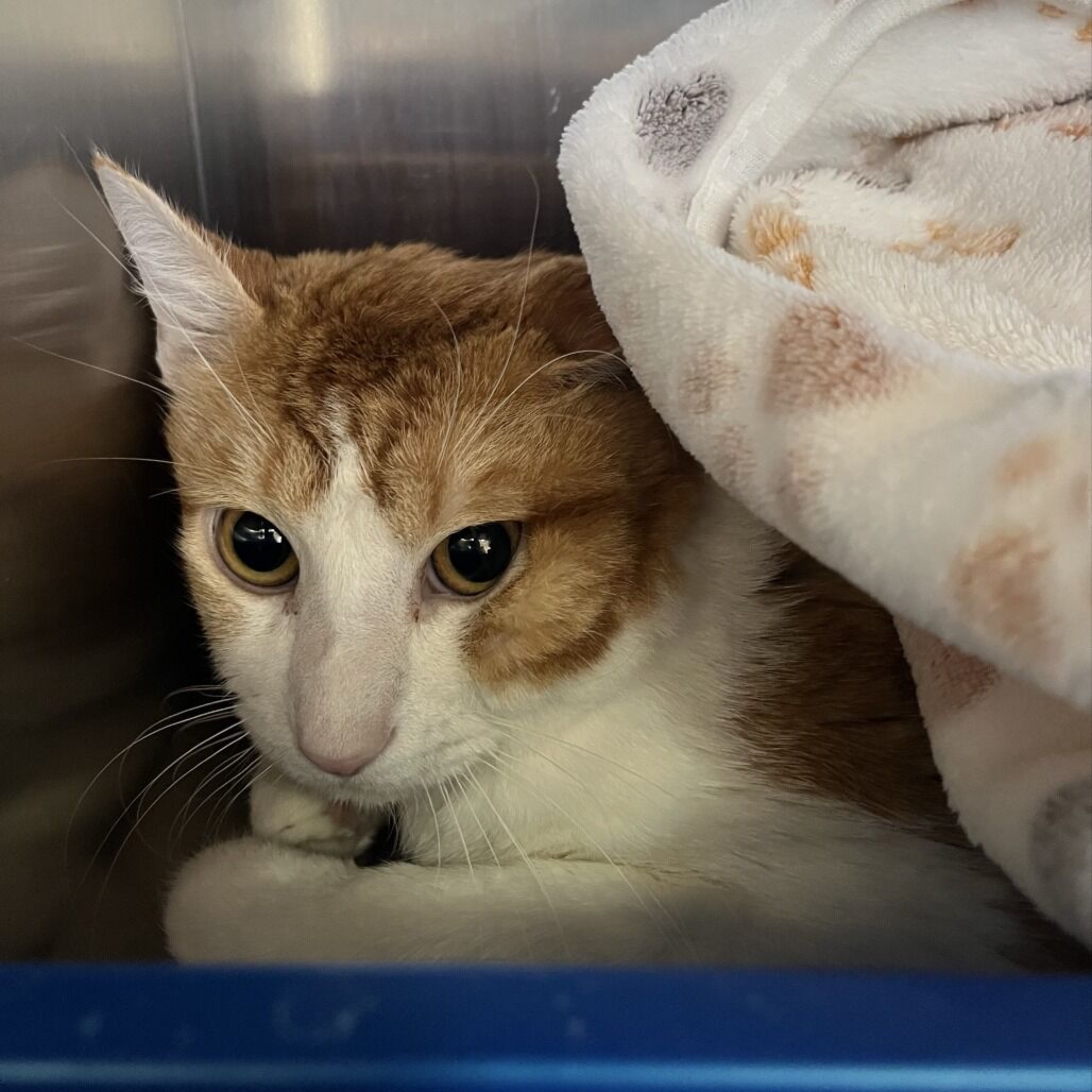 Hello my name is Shrek