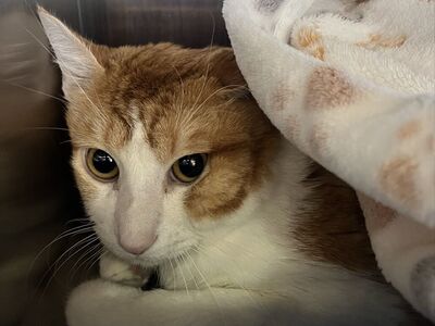 Hello my name is Shrek