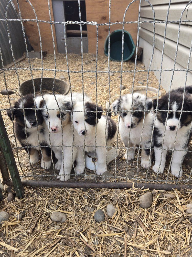 Australian Shepherd standard puppies