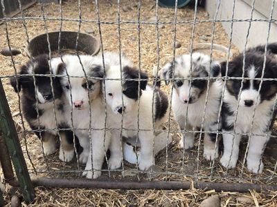 Australian Shepherd standard puppies