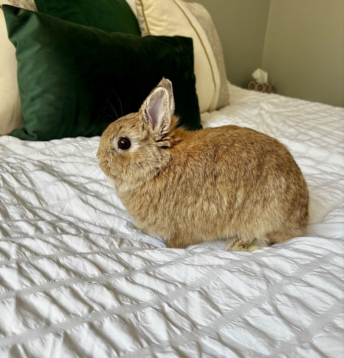 Pet Rabbit Brown Dwarf Bunny