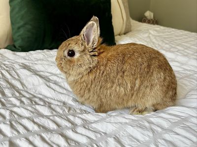 Pet Rabbit Brown Dwarf Bunny