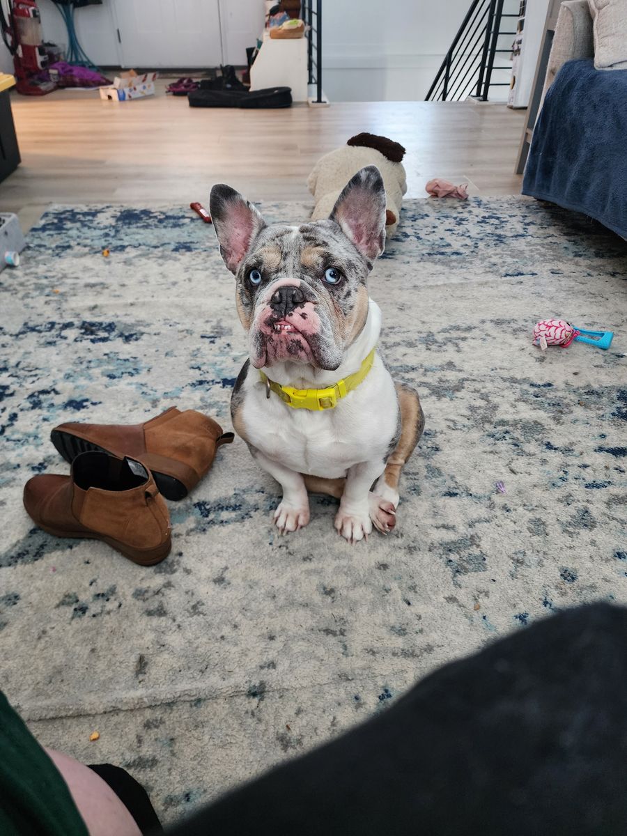 English/French Bulldog