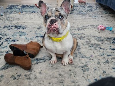 English/French Bulldog
