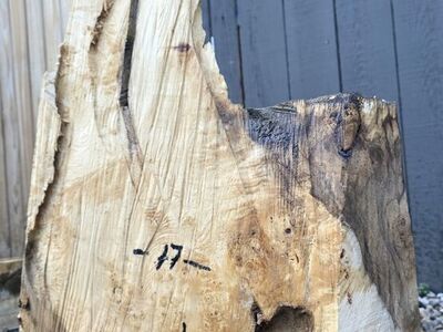 Burl wood blanks/ blocks $85 each