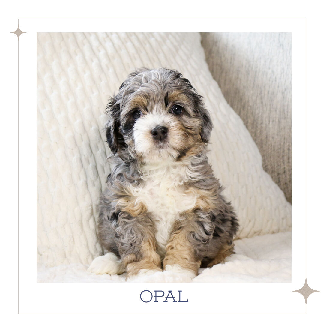 Micro Australian Mountain Doodle Puppies