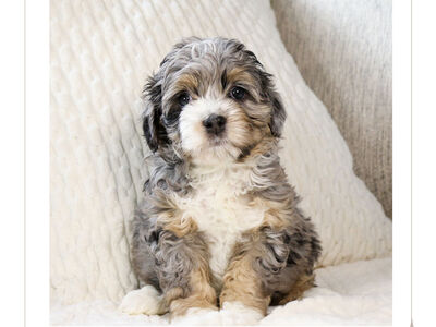 Micro Australian Mountain Doodle Puppies