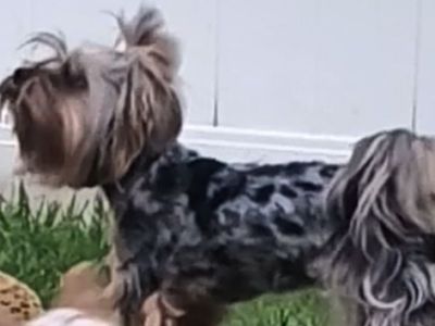Terrier yorkie