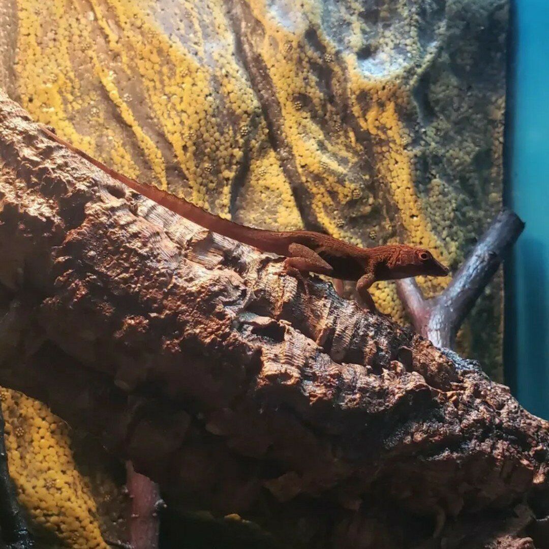 Crested Anole Pair WC